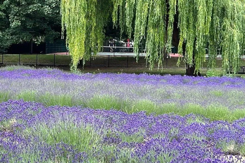 vuon lavender o vauxhall park 1