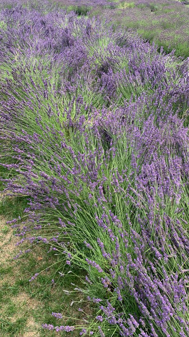 vuon lavender o vauxhall park 1