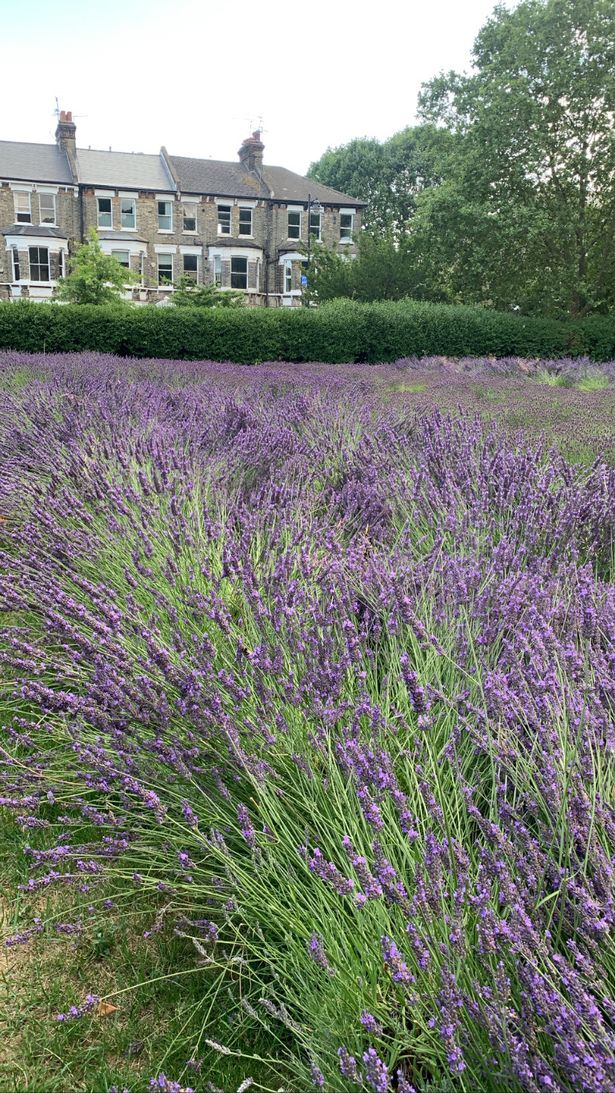 vuon lavender o vauxhall park 1