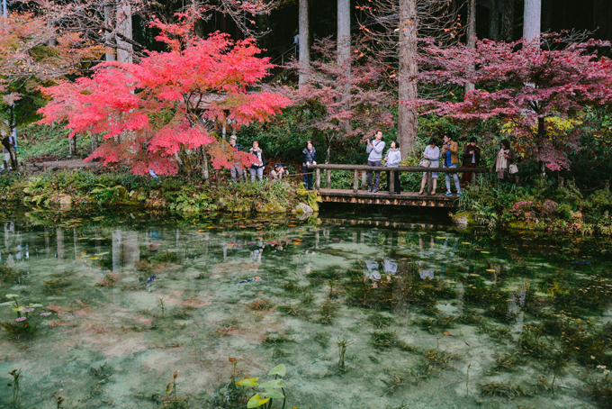 ao ca koi Monet 1