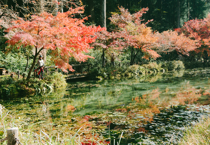 ao ca koi Monet 1