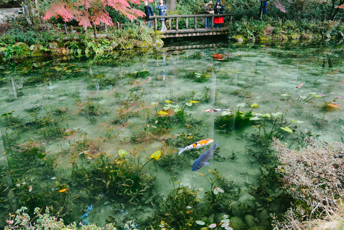 ao ca koi Monet 1