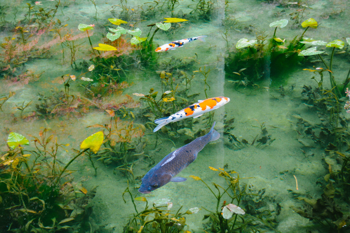 ao ca koi Monet 1