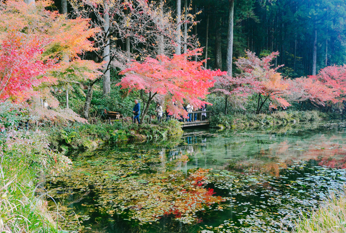 ao ca koi Monet 1
