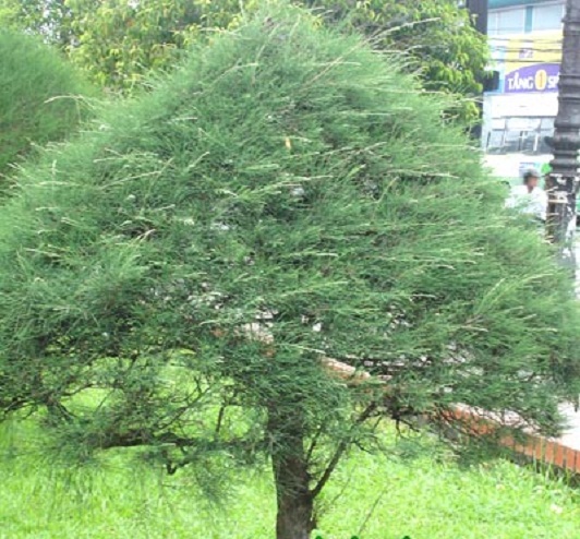 tu dai thu ma 1
