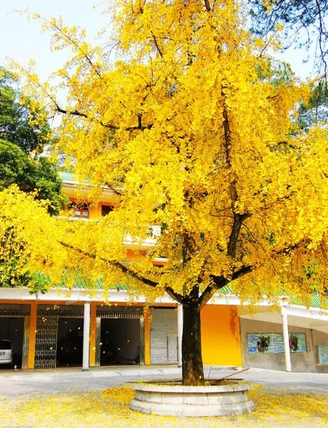nen trong cay gi 1