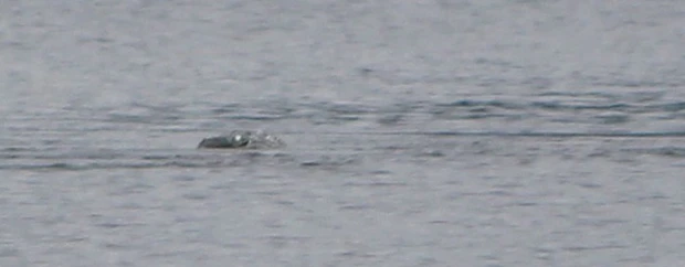 quai vat loch ness hinh anh moi 1