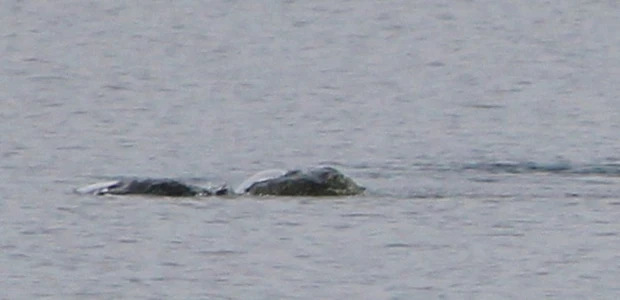 quai vat loch ness hinh anh moi 1