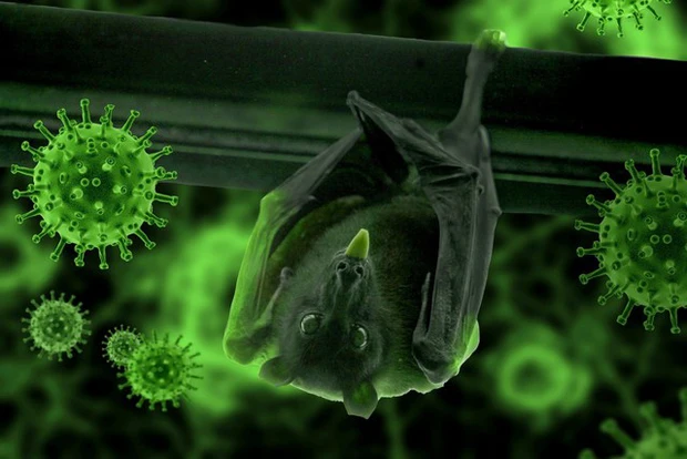 virus nipah 1