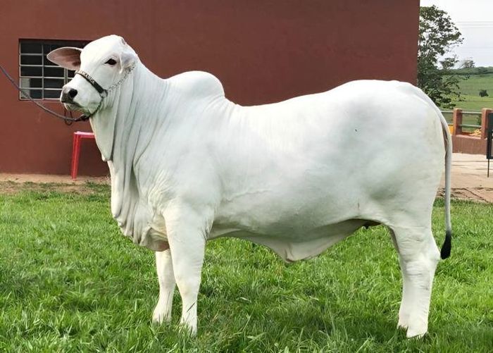 bo lai zebu 1