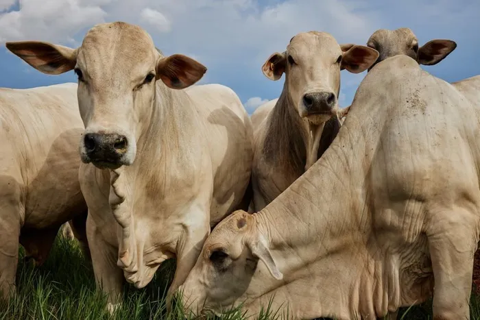 bo lai zebu 1