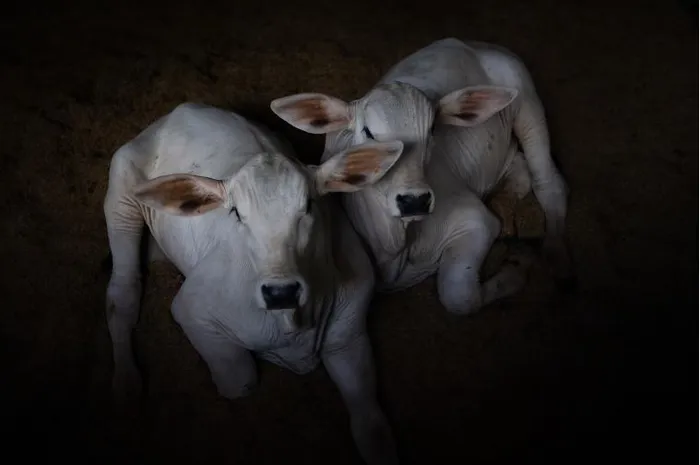 bo lai zebu 1