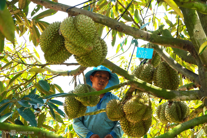 sau rieng xuat khau