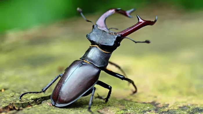 Stag Beetles 1