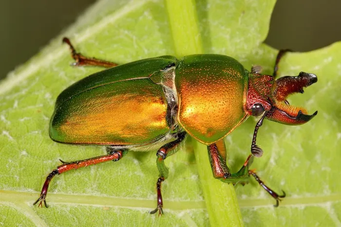Stag Beetles 1