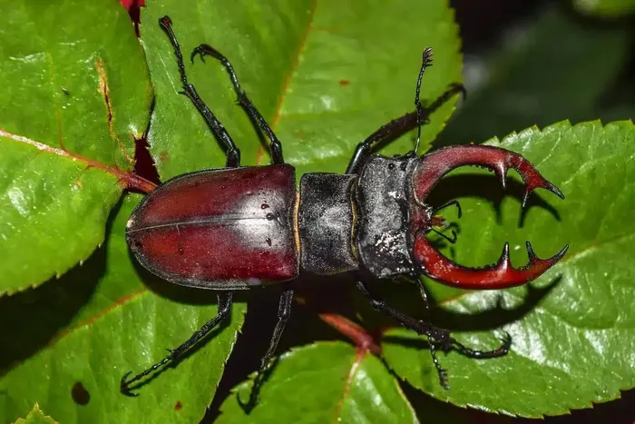 Stag Beetles 1