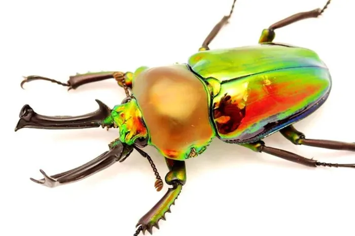 Stag Beetles 1