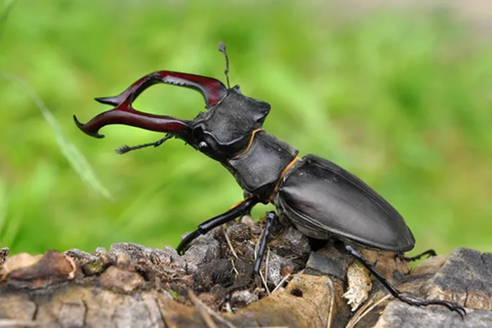 Stag Beetles 1