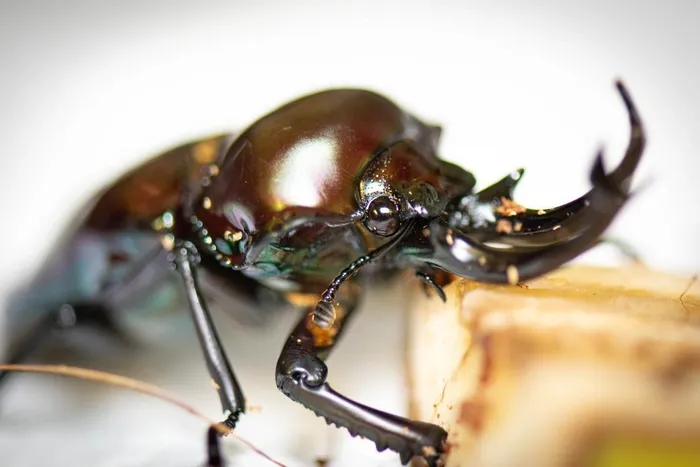 Stag Beetles 1