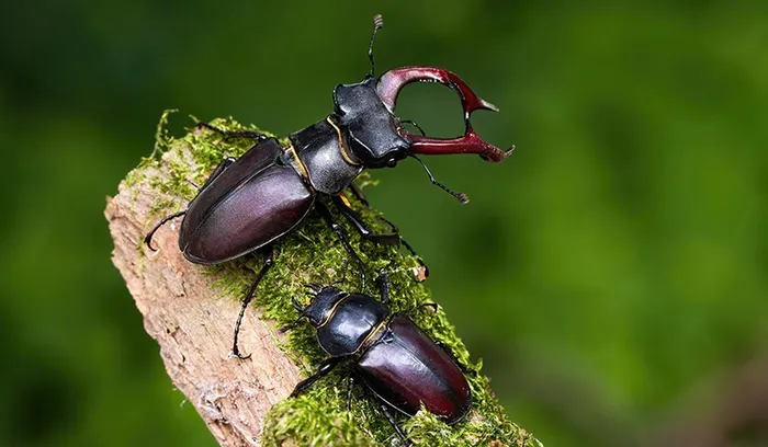 Stag Beetles 1
