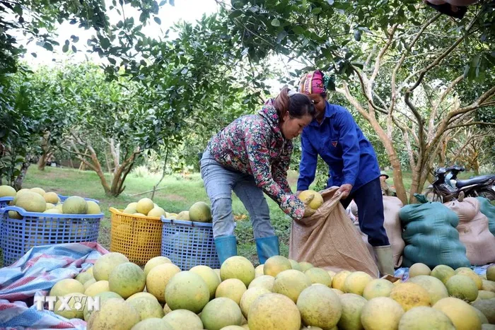 nogn san tuyen quang