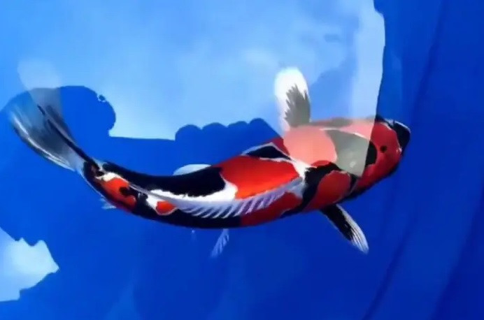 ca koi 49 ti 1