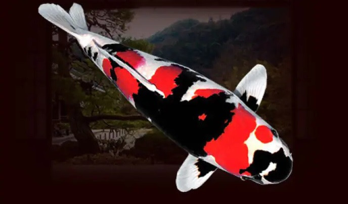ca koi 49 ti 1