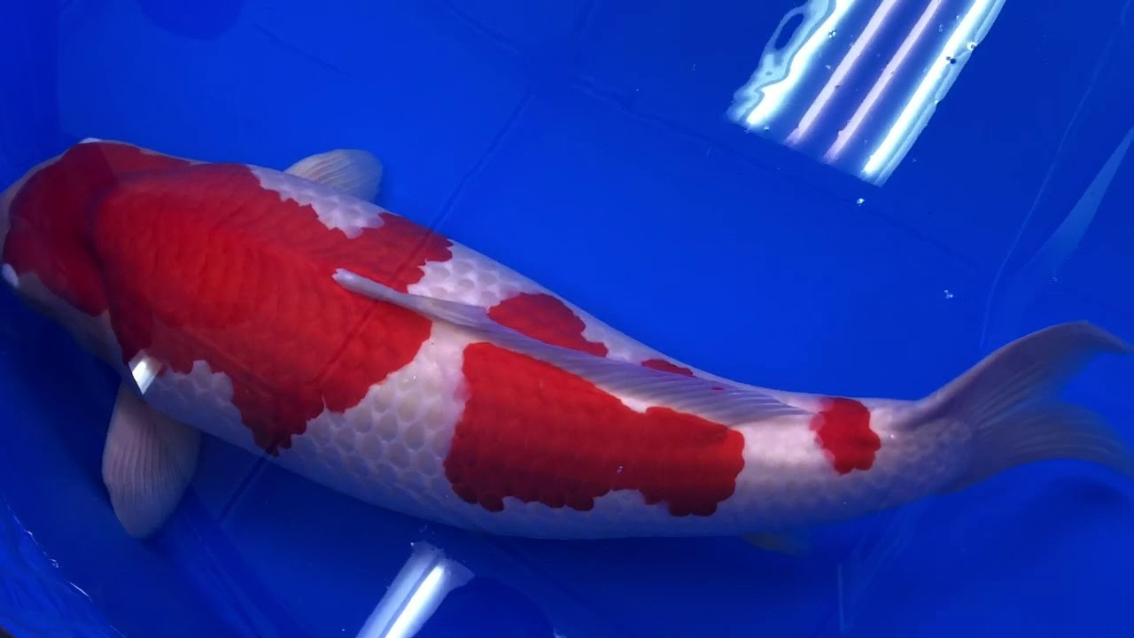 ca koi 49 ti 1