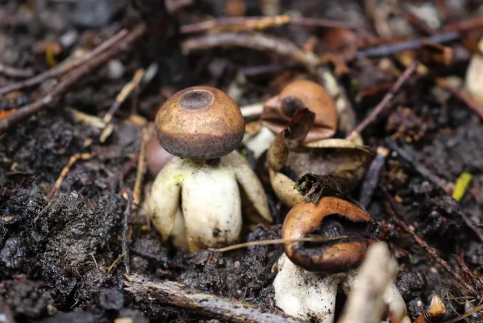 nam doc hinh nhan the mang 1