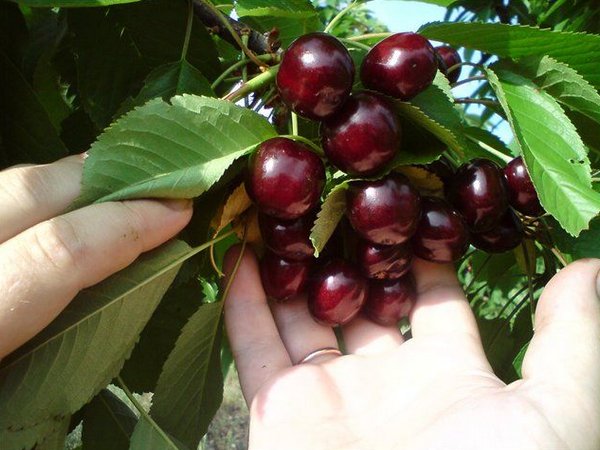 trong cherry tai nha 1