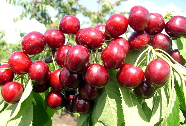 trong cherry tai nha 1