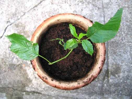 trong cherry tai nha 1