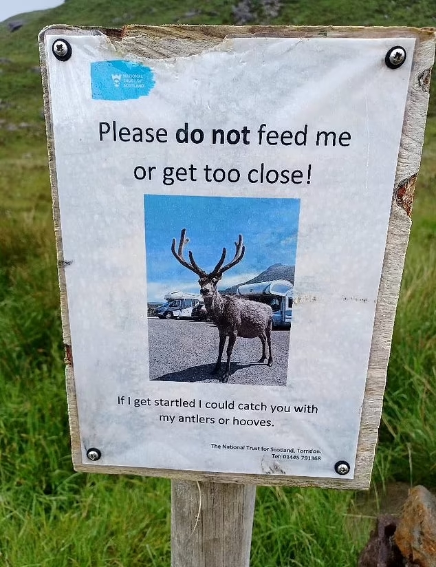 Callum deer 2