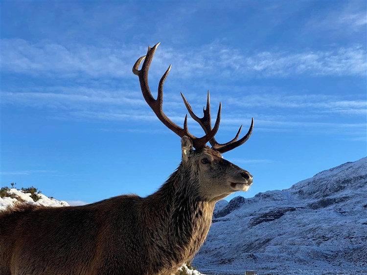 Callum deer 1