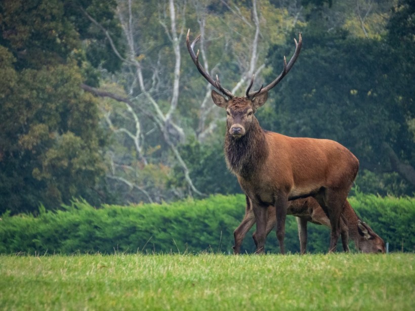 Callum deer 4