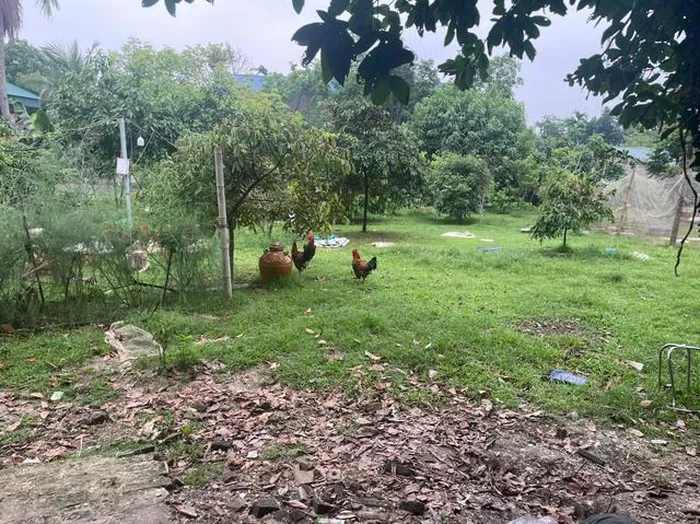 anh em tranh chap dat dai