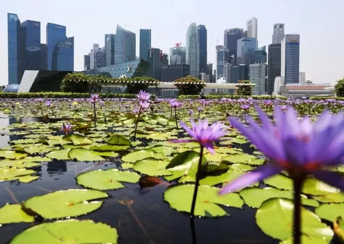singapore giau hon london