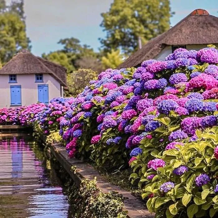 Giethoorn ha lan 1