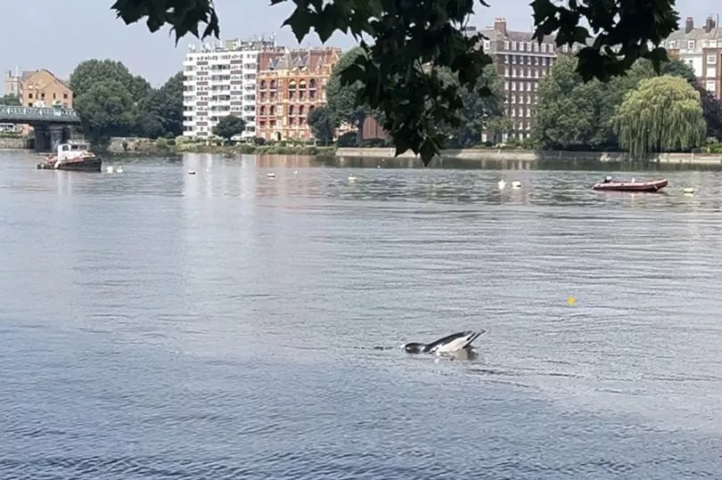 ca heo song thames