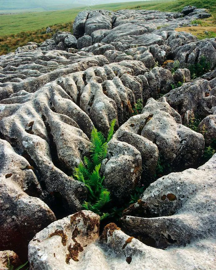 canh dong da Limestone Pavement 1