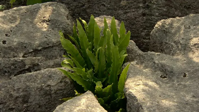 canh dong da Limestone Pavement 1