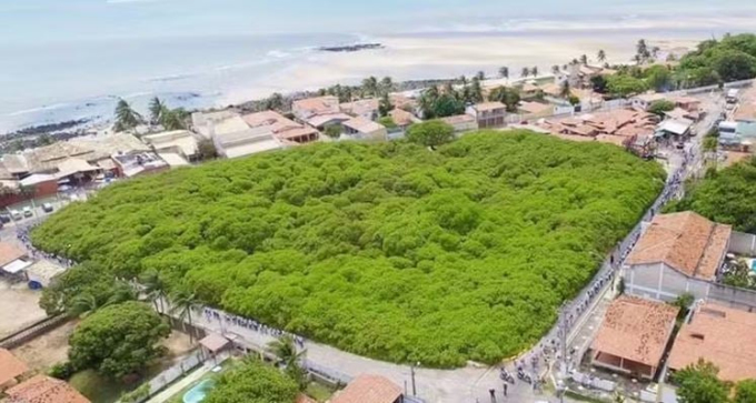 cay dieu Pirangi 1