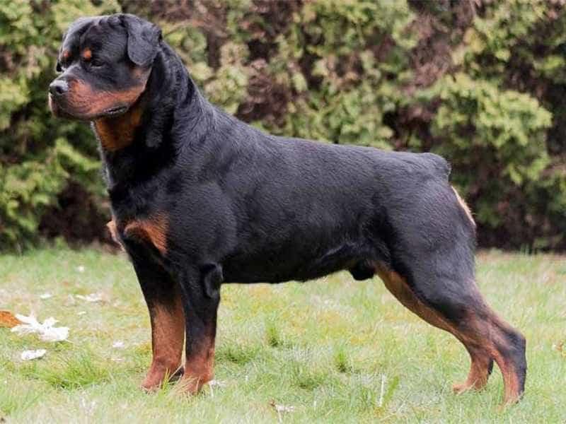 nuoi cho pitbull 1