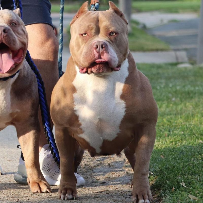 nuoi cho pitbull 1