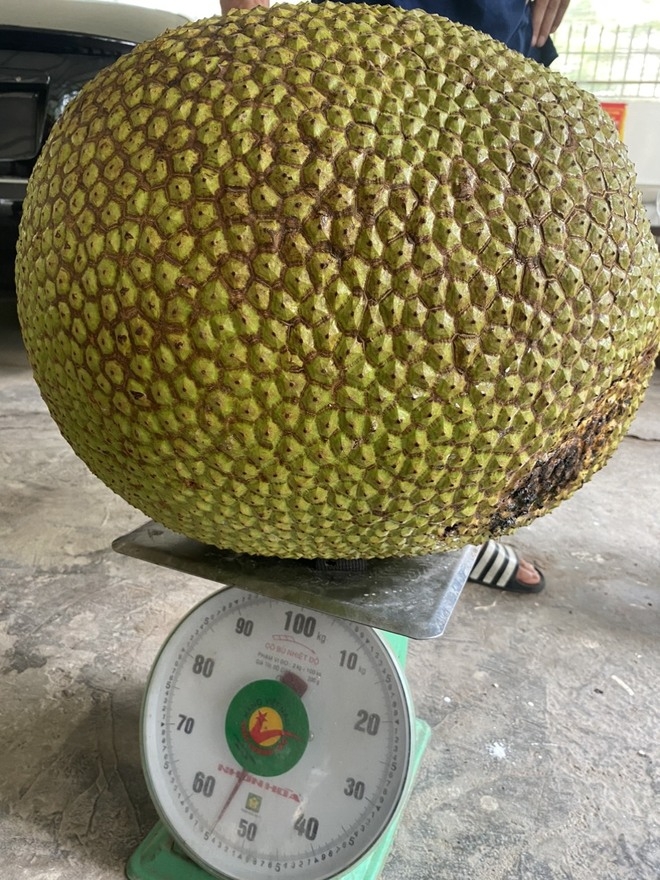 qua mit 45kg 2