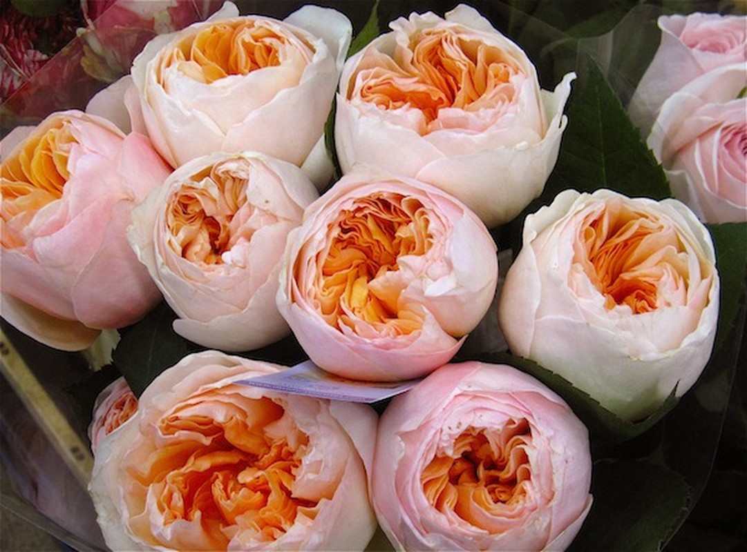 juliet rose 1