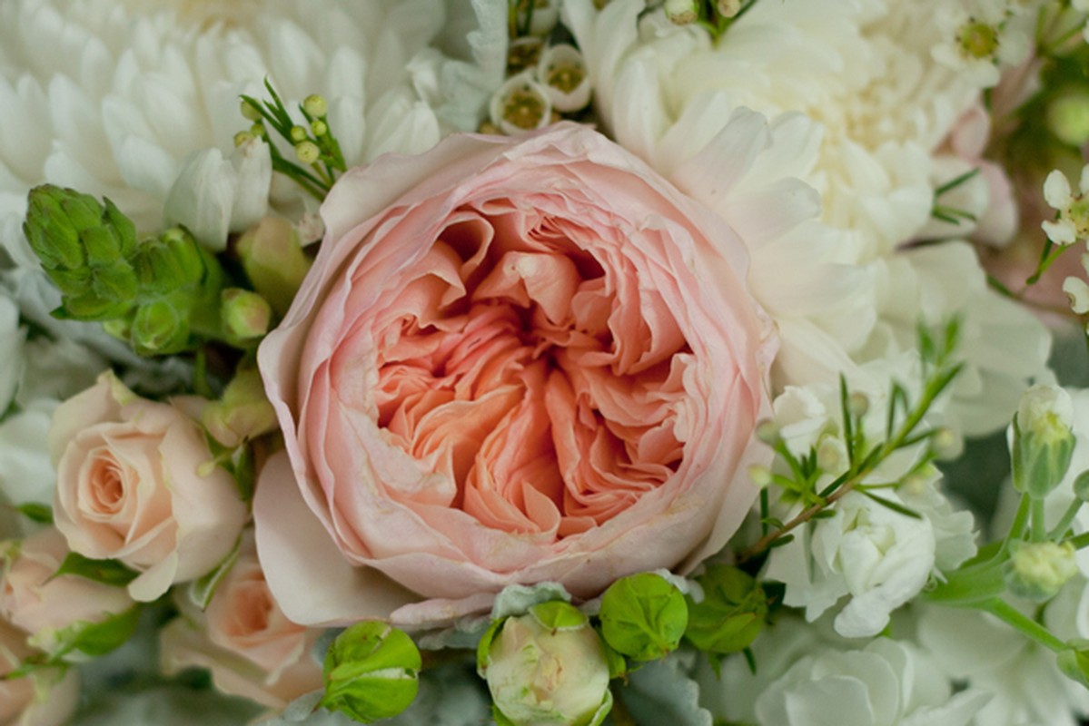 juliet rose 1