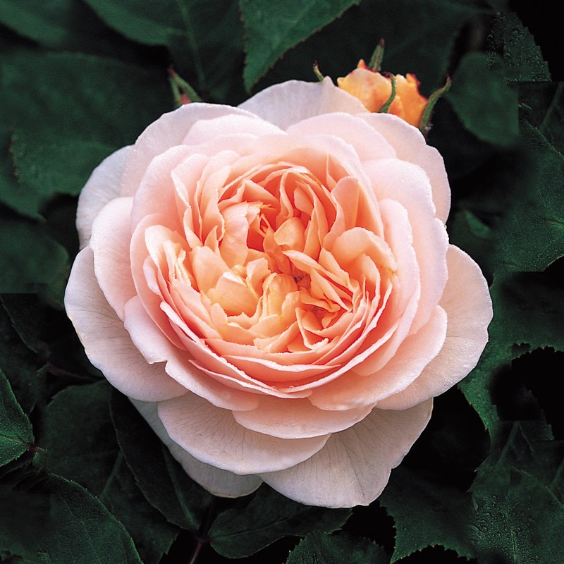 juliet rose 1