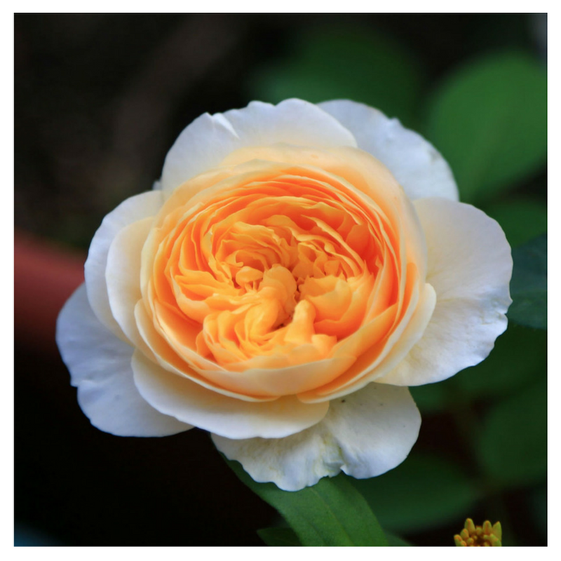 juliet rose 1