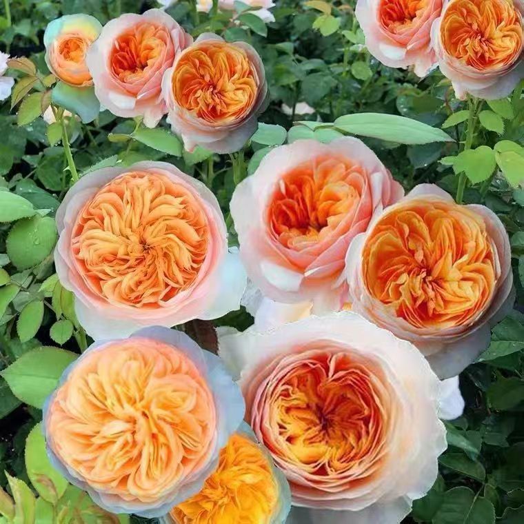 juliet rose 1